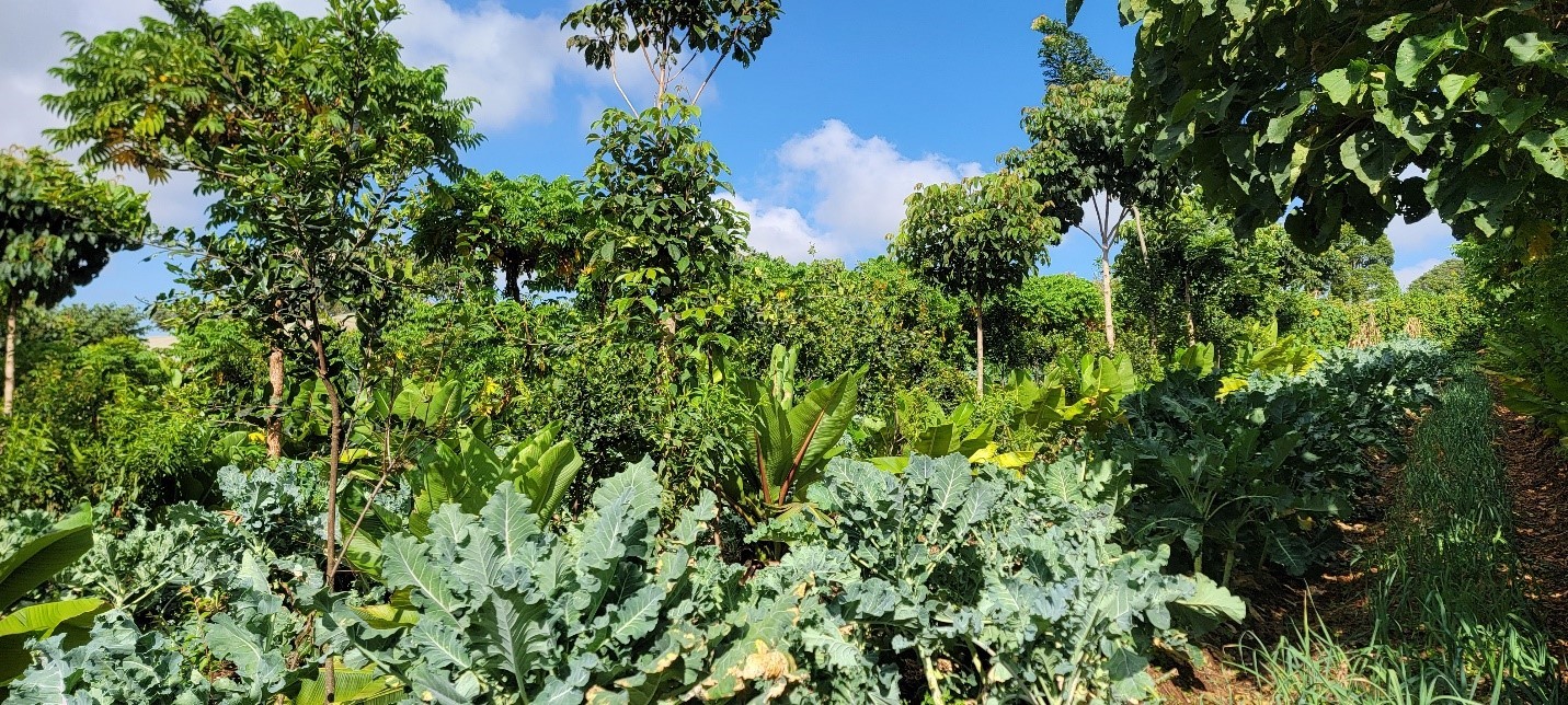 ForestFoods crops growing in the field